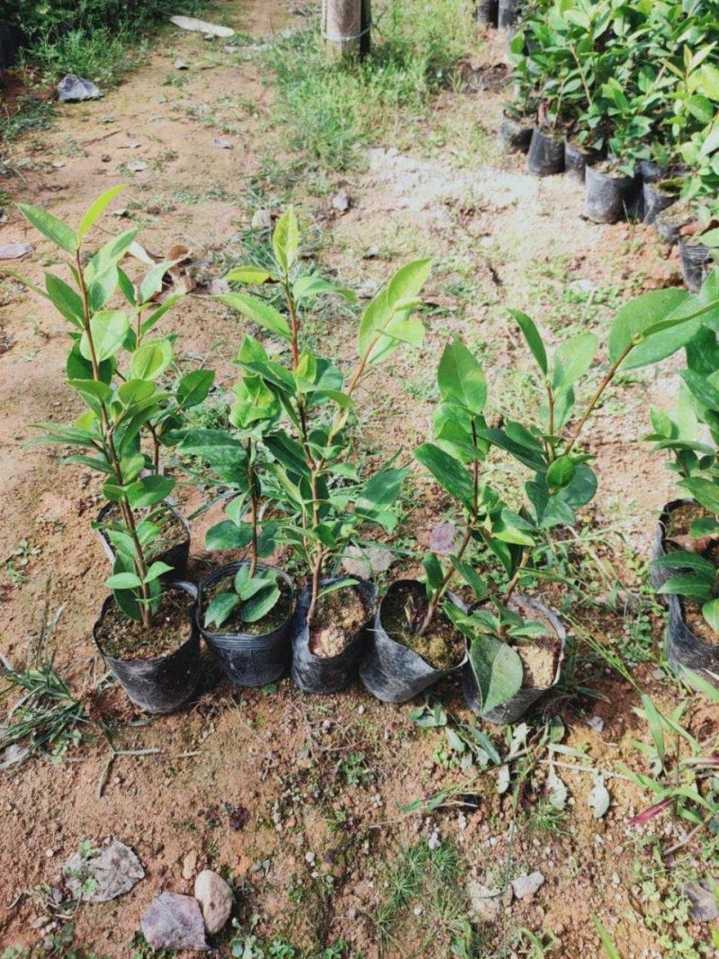 茶花苗小袋高30公分