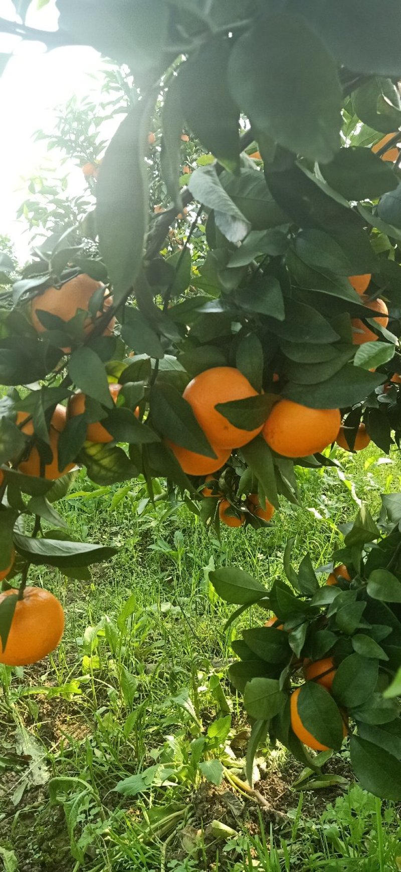 沃柑，口感好，纯甜，红度好