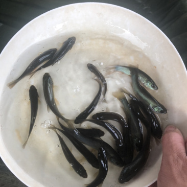 丁桂鱼苗大量从优欢迎来电咨询