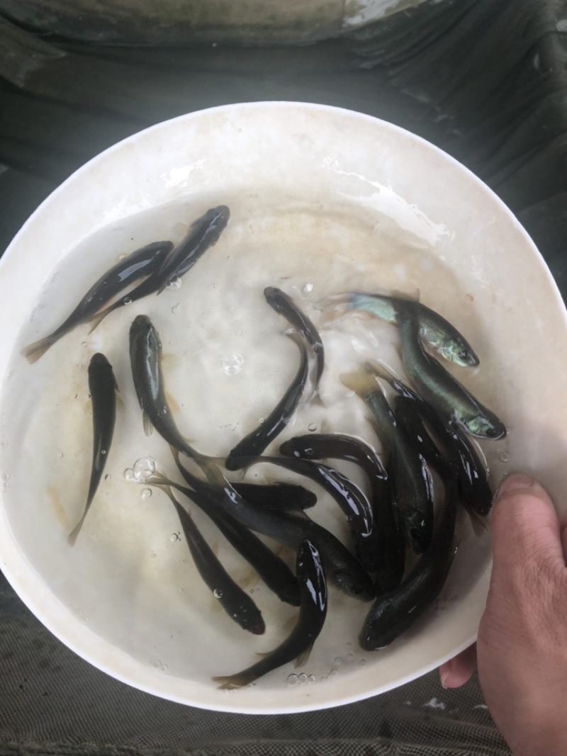 丁桂鱼苗大量从优欢迎来电咨询