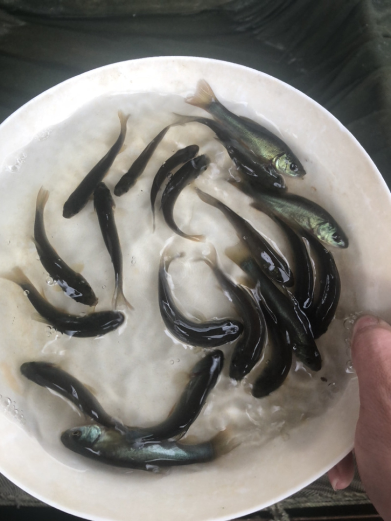 丁桂鱼苗大量从优欢迎来电咨询