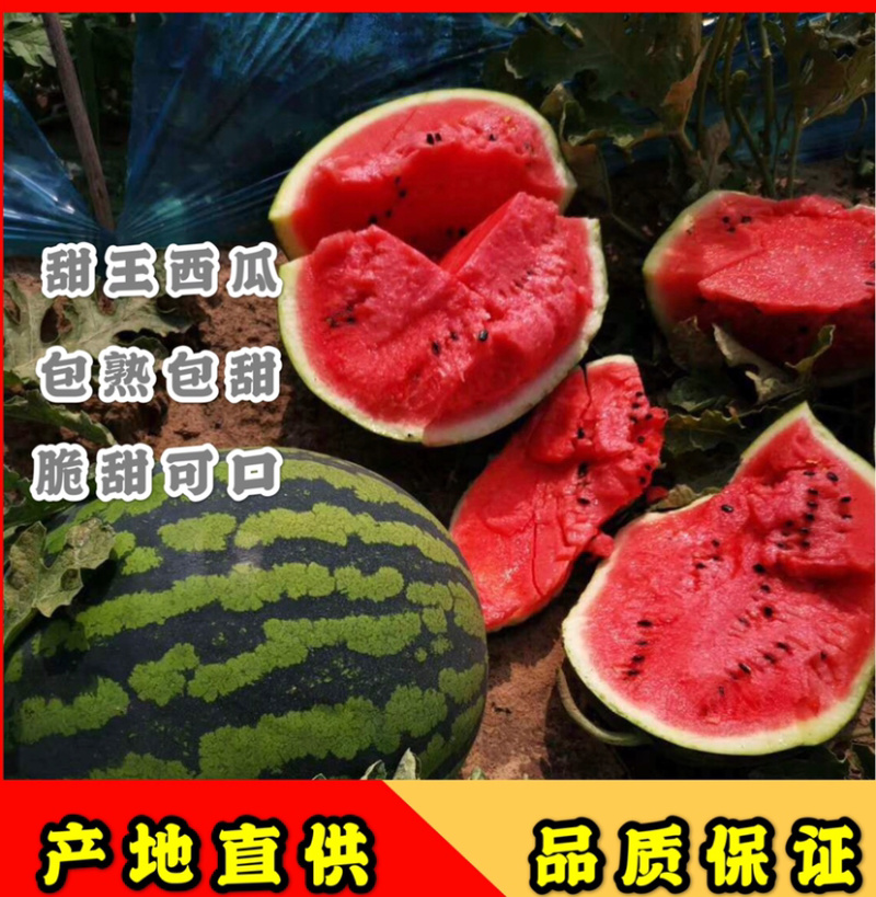 【推荐】甜王西瓜对接各大电商商超水果市场社区团购