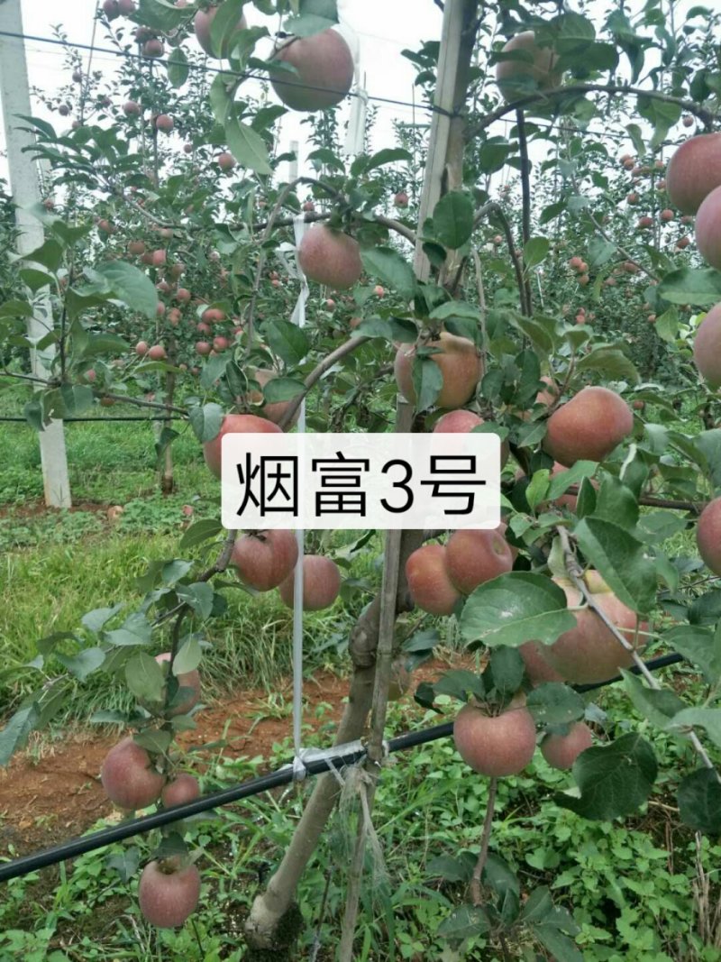 苹果树苗马龙苹果树苗嘎啦苹果苗，龙威苹果苗，