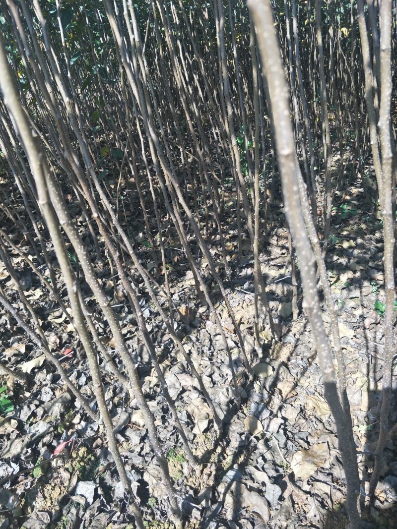苹果树苗马龙苹果树苗嘎啦苹果苗，龙威苹果苗，