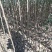 苹果树苗马龙苹果树苗嘎啦苹果苗，龙威苹果苗，