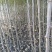 苹果树苗马龙苹果树苗嘎啦苹果苗，龙威苹果苗，