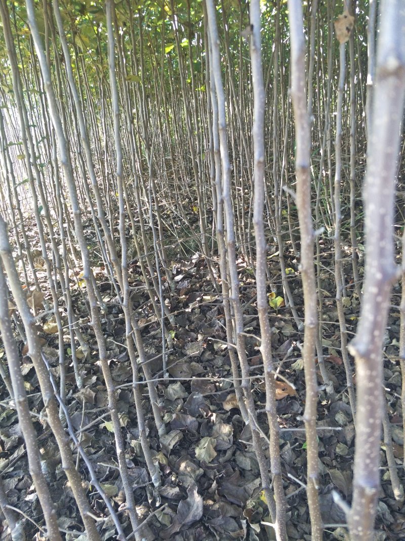 苹果树苗马龙苹果树苗嘎啦苹果苗，龙威苹果苗，