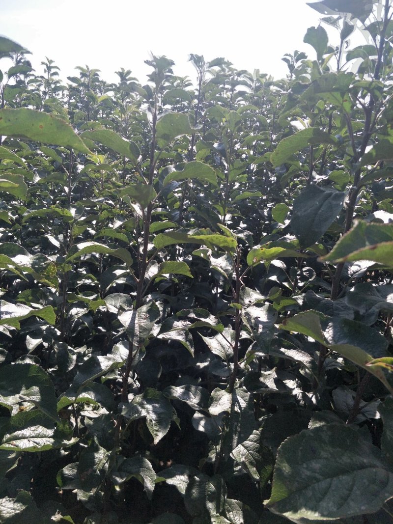 苹果树苗马龙苹果树苗嘎啦苹果苗，龙威苹果苗，