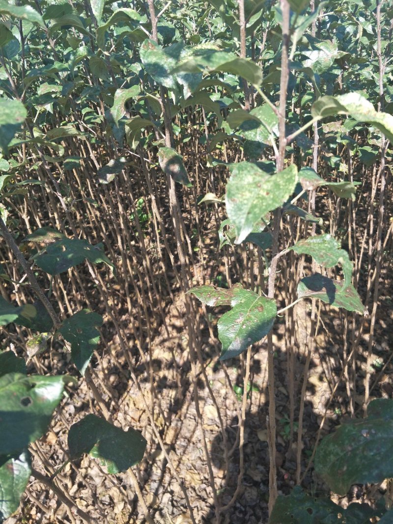 苹果树苗马龙苹果树苗嘎啦苹果苗，龙威苹果苗，