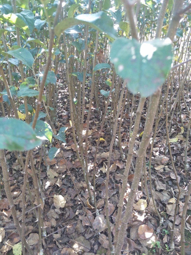 苹果树苗马龙苹果树苗嘎啦苹果苗，龙威苹果苗，