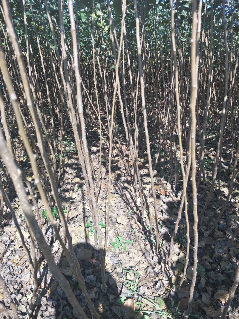 苹果树苗马龙苹果树苗嘎啦苹果苗，龙威苹果苗，