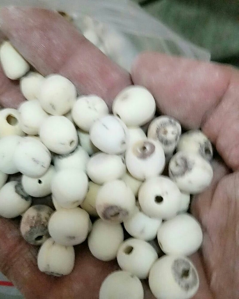 白莲子，常年批发供应莲子，各个产地规格