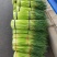河南精品红帽蒜苔，供应电商，市场，超市，产地直发