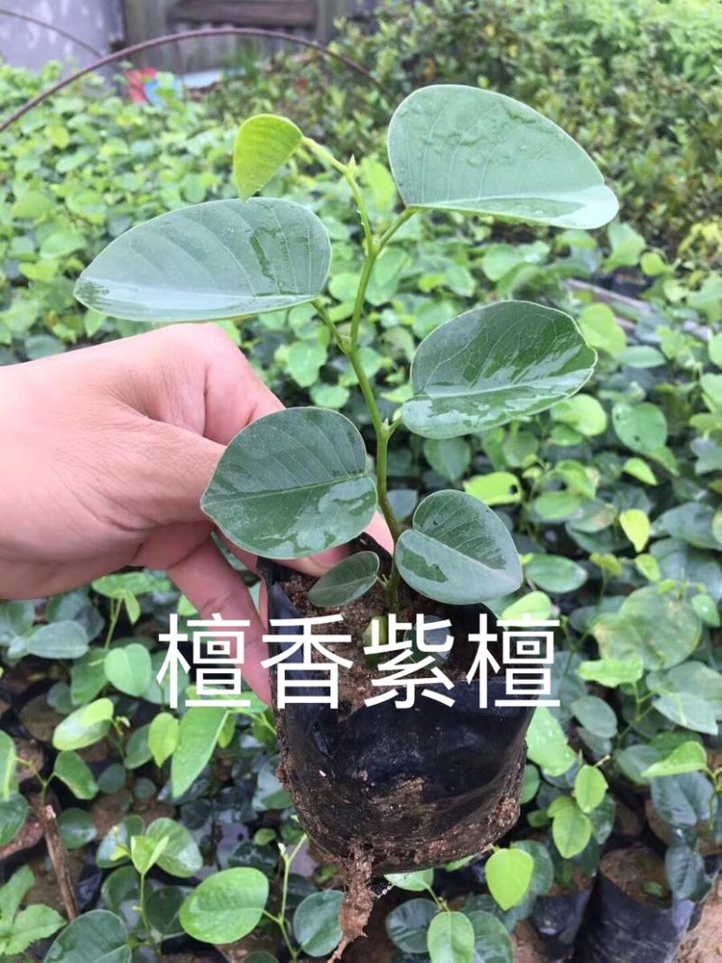 正宗檀香紫檀苗珍惜名贵红木树苗绿化庭院
