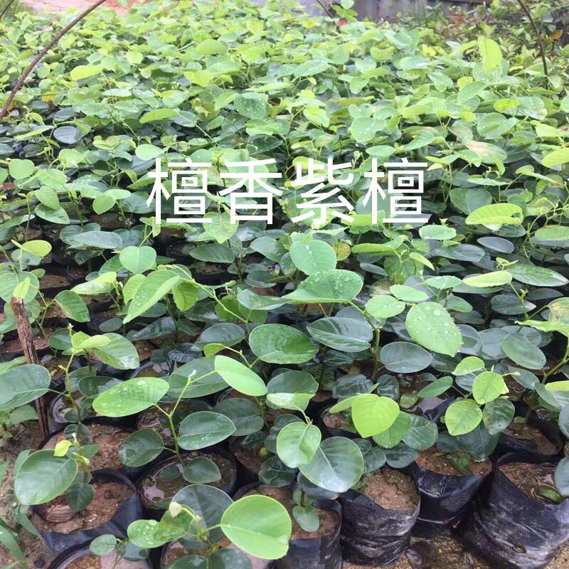 正宗檀香紫檀苗珍惜名贵红木树苗绿化庭院