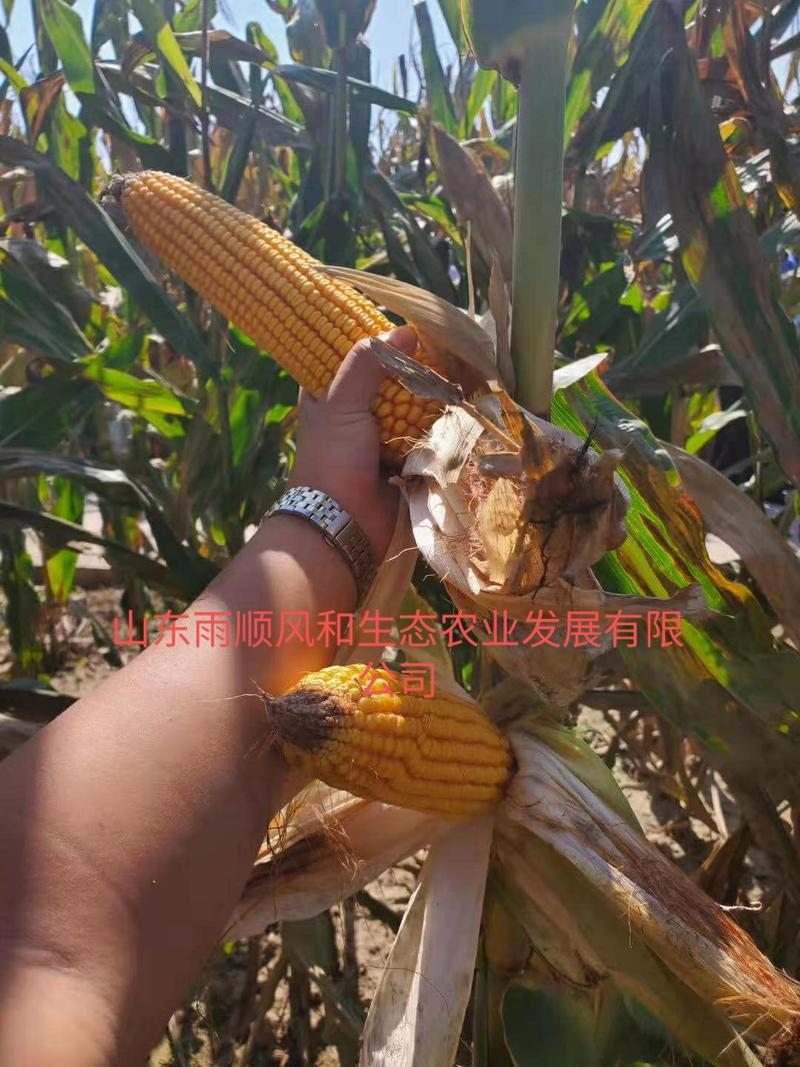 东单7512双国审玉米种高抗高产，穗位85公分大棒