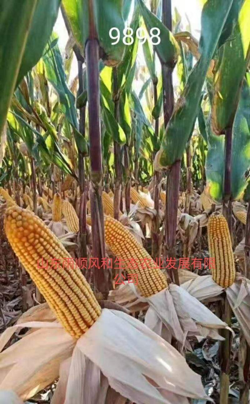 东单7512双国审玉米种高抗高产，穗位85公分大棒