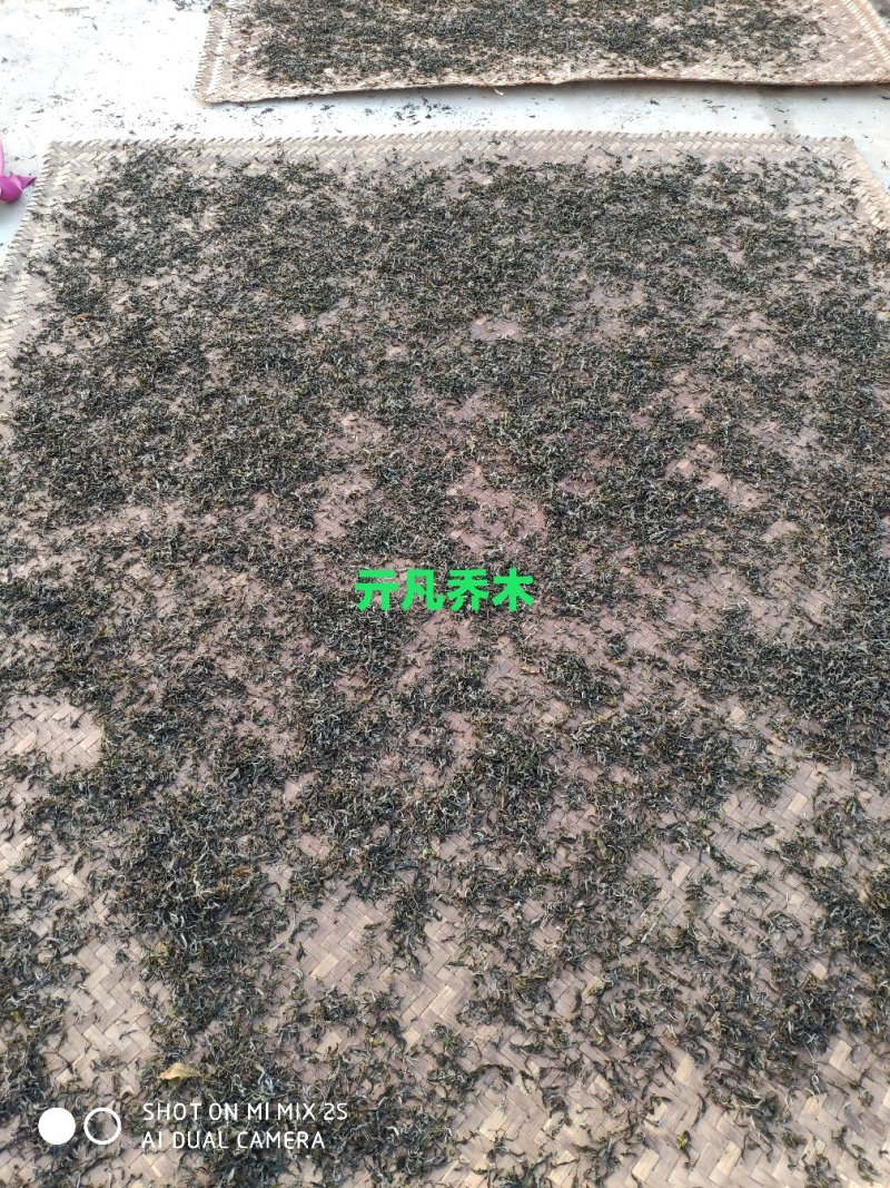 景迈春茶普洱茶，精品茶叶，品质保证，欢迎老板咨询购买