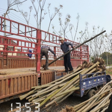 栾树（黄山栾）8-10公分～全年供应，支持线上保障交易