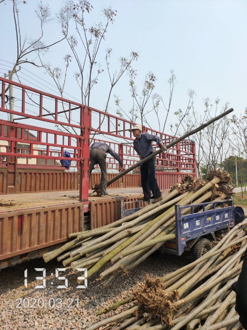 栾树（黄山栾）8-10公分～全年供应，支持线上保障交易