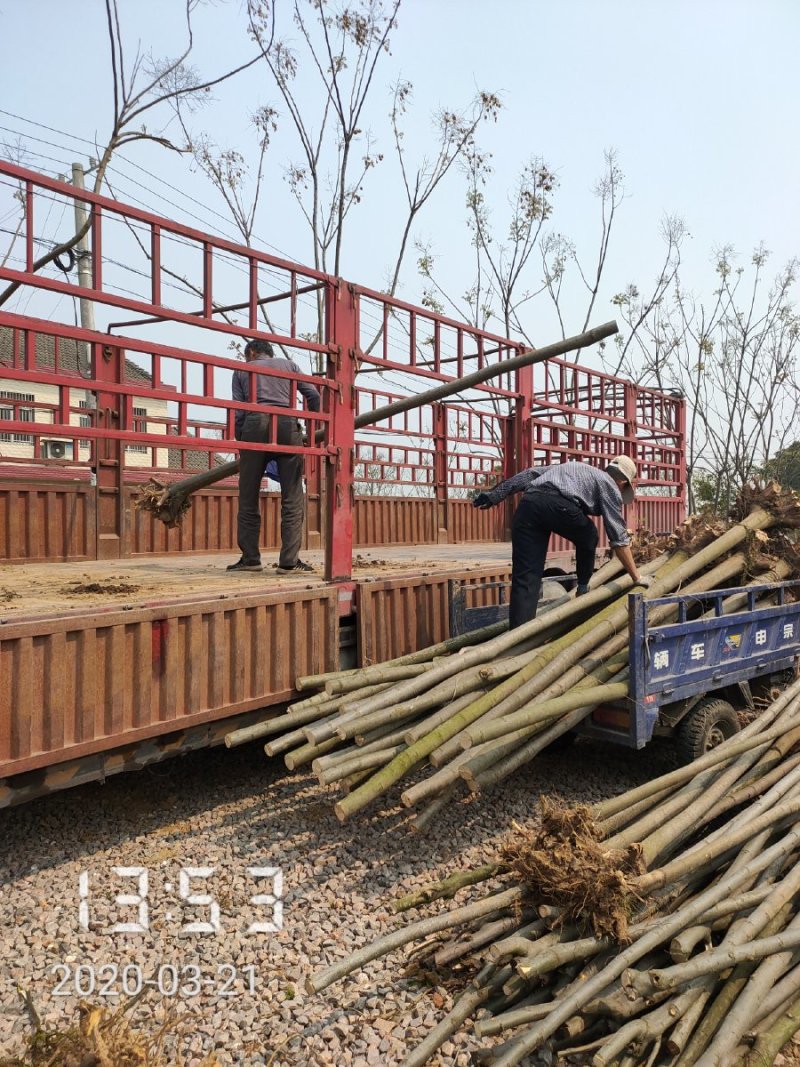 栾树（黄山栾）8-10公分～全年供应，支持线上保障交易