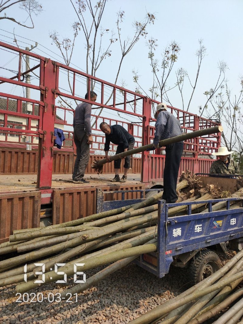 栾树（黄山栾）8-10公分～全年供应，支持线上保障交易