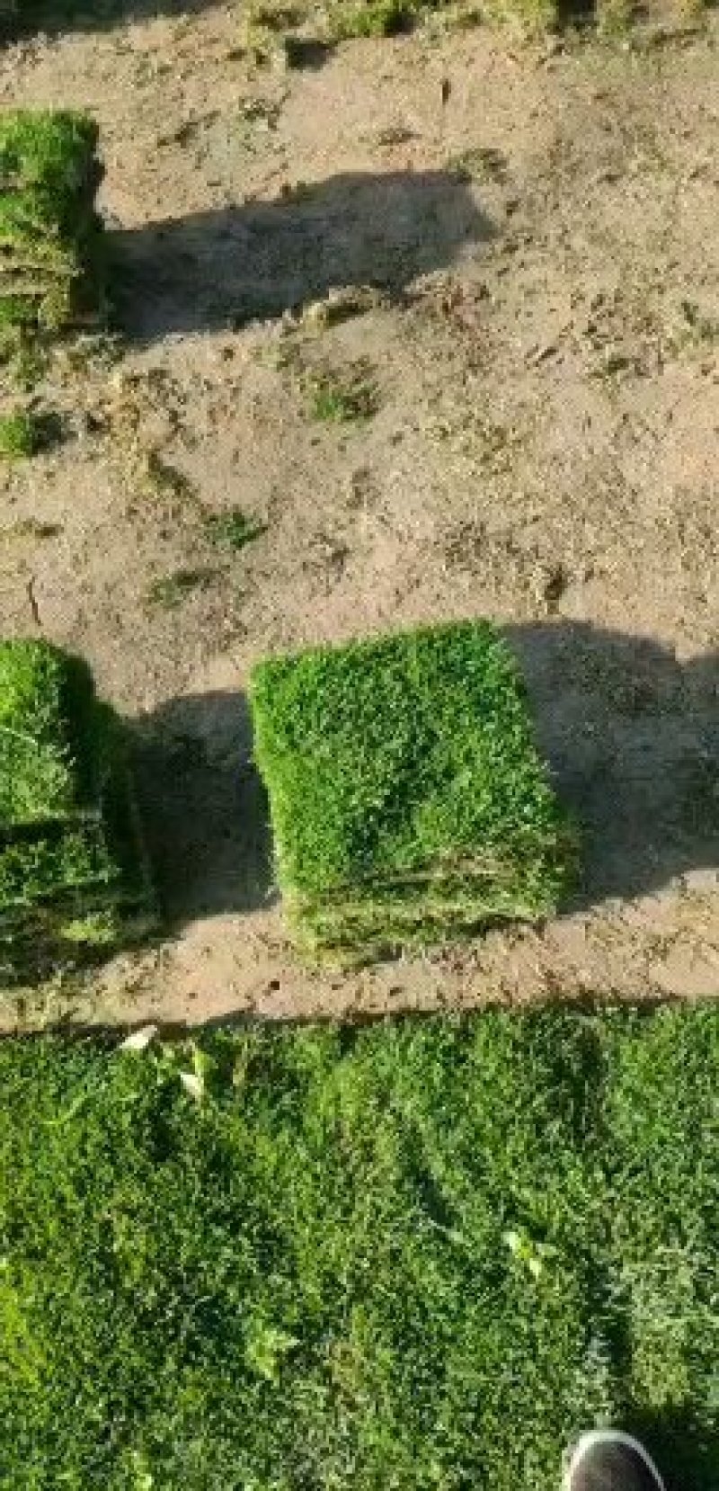 大量出售马尼拉草皮，价格不贵，平方足，草皮优