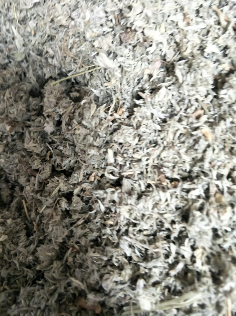 茵陈，常年批发供应茵陈中药材，量大从优