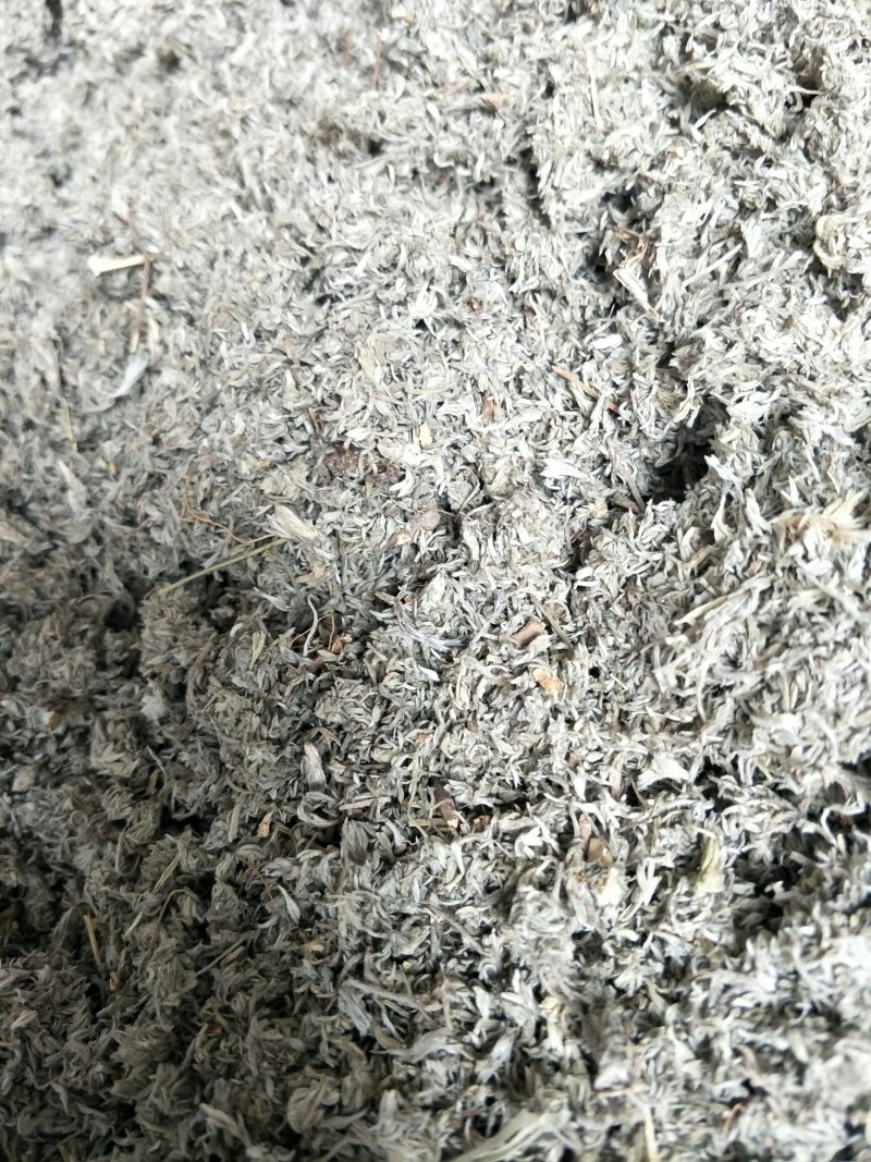 茵陈，常年批发供应茵陈中药材，量大从优
