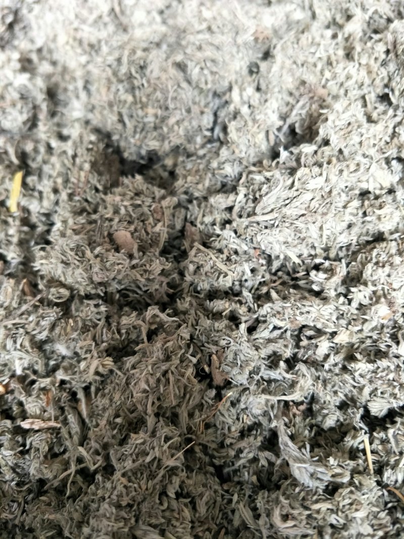 茵陈，常年批发供应茵陈中药材，量大从优