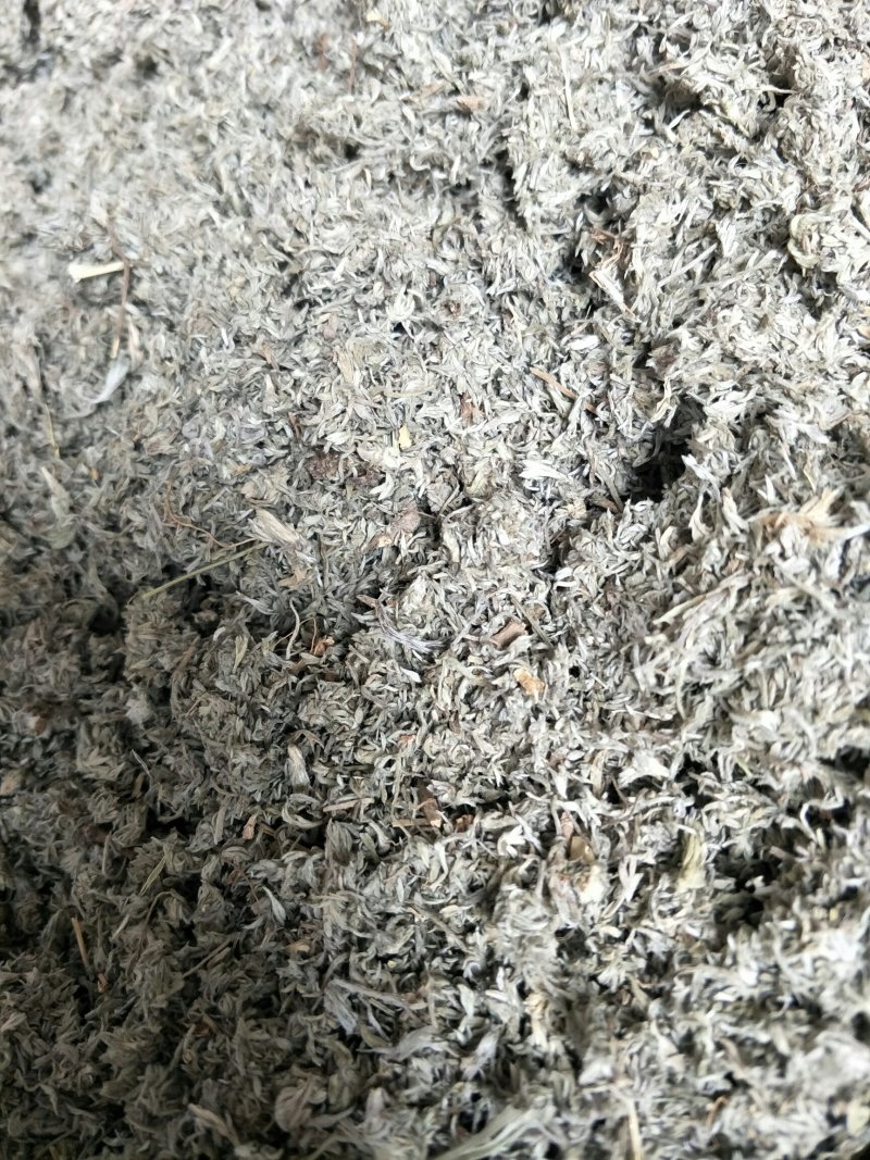 茵陈，常年批发供应茵陈中药材，量大从优