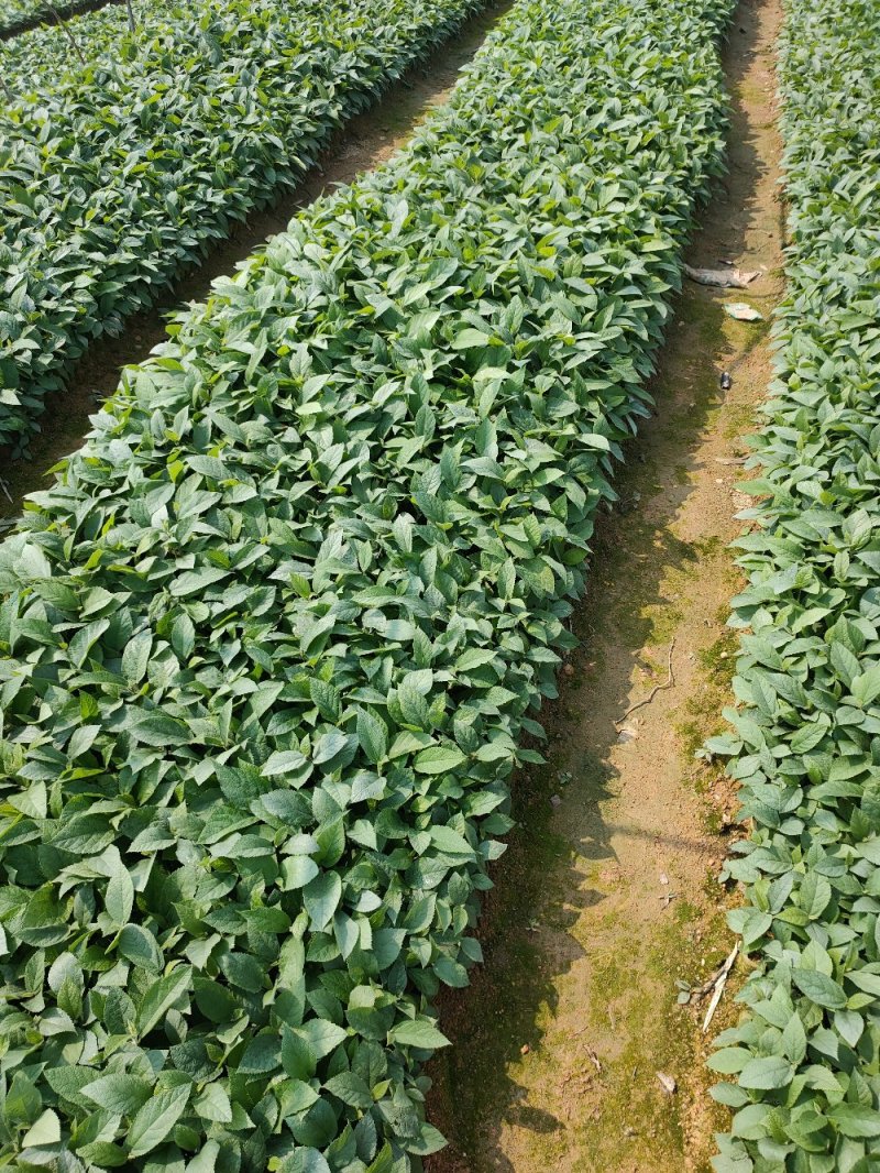 【优质】五指毛桃种苗，专业种植技术、产量高！大量收购鲜货