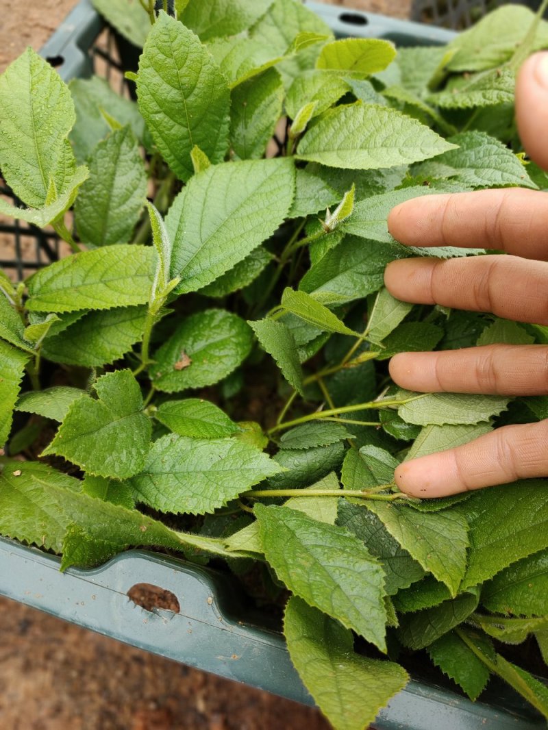 【优质】五指毛桃种苗，专业种植技术、产量高！大量收购鲜货