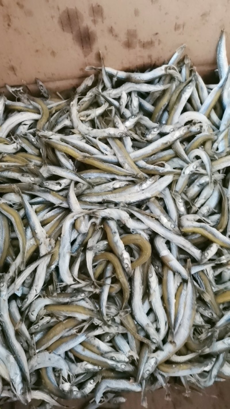 渤海湾银针鱼4斤装包邮