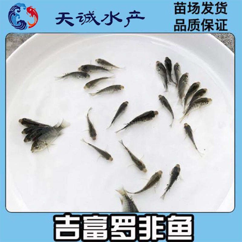 广东优质罗非鱼苗海南1号罗苗新吉富罗非鱼苗罗非水花
