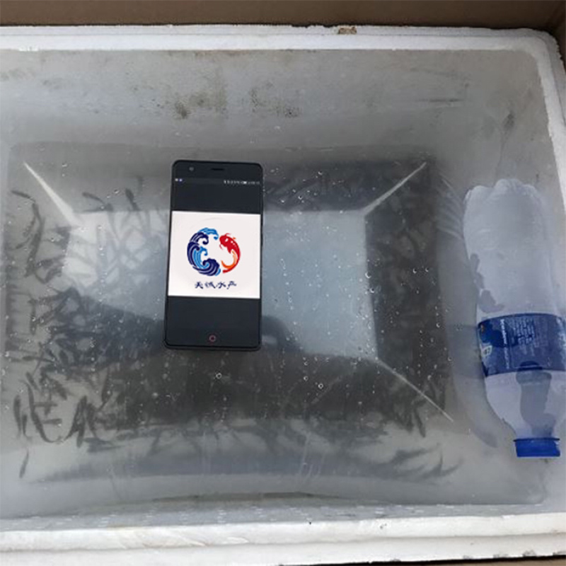广东优质罗非鱼苗海南1号罗苗新吉富罗非鱼苗罗非水花
