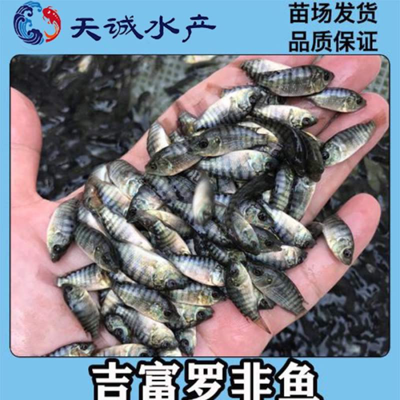 广东优质罗非鱼苗海南1号罗苗新吉富罗非鱼苗罗非水花