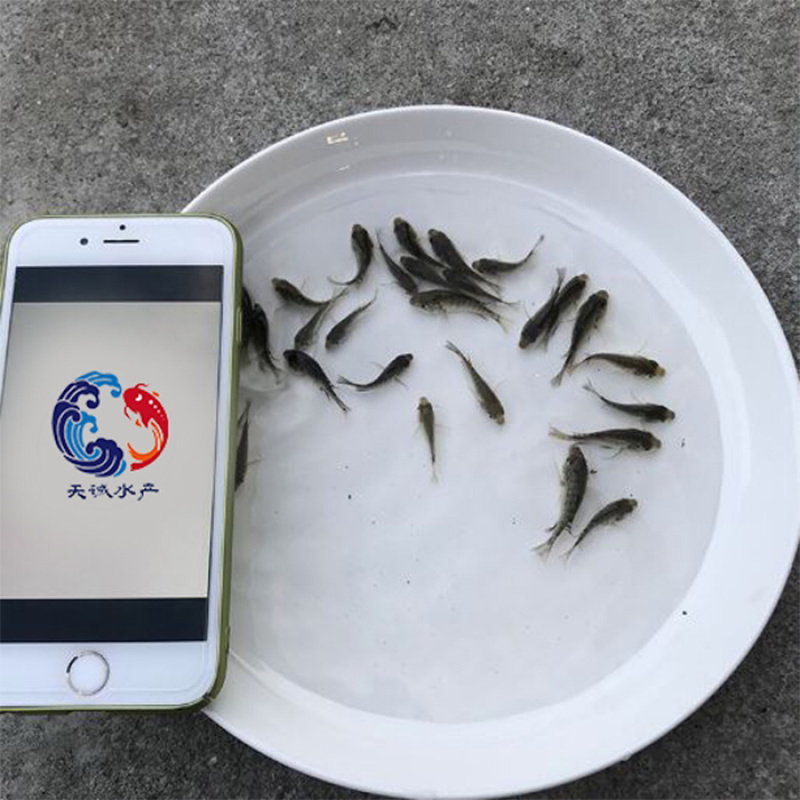 广东优质罗非鱼苗海南1号罗苗新吉富罗非鱼苗罗非水花