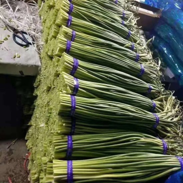 山东金乡红帽蒜薹！代发全国市场冷库出租！按需发货价优惠。