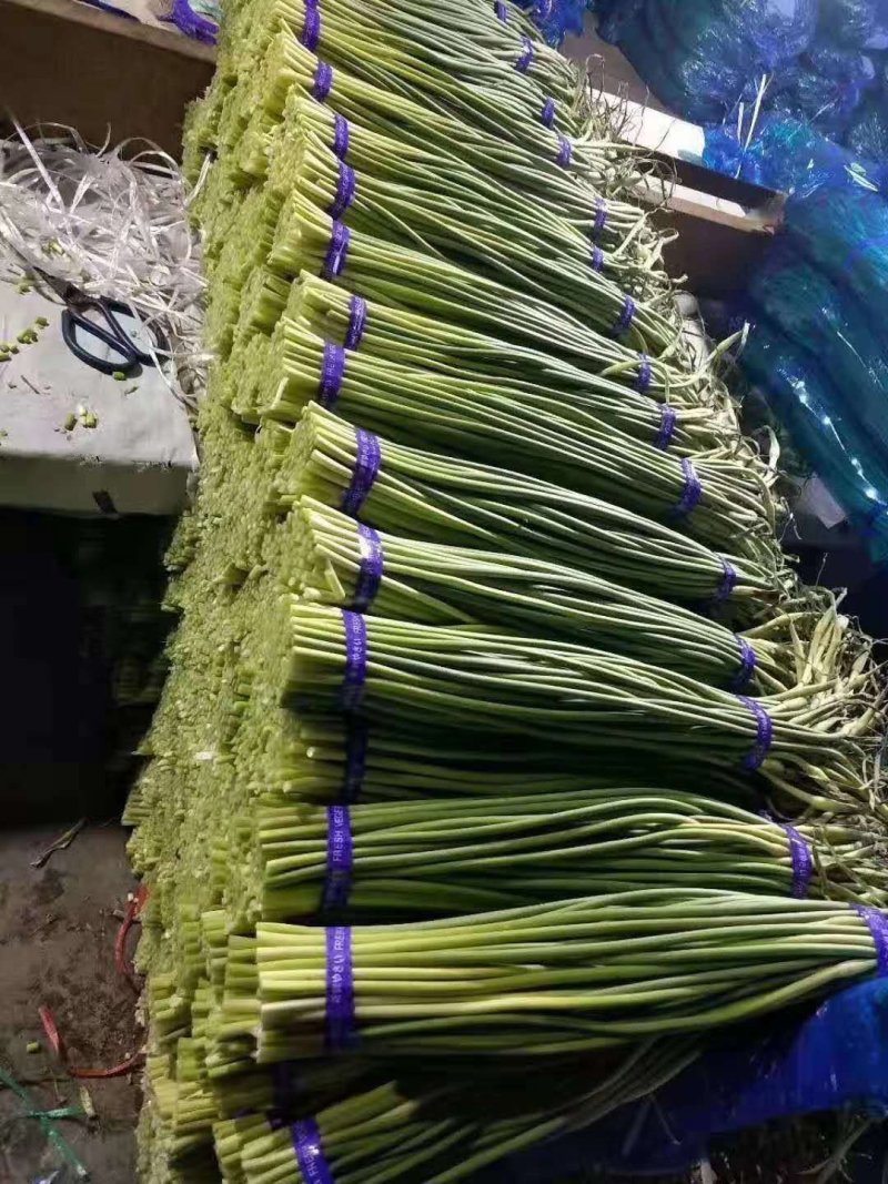 山东金乡红帽蒜薹！代发全国市场冷库出租！按需发货价优惠。