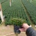 金鱼草四季常绿多年生长草本植物观赏价值高