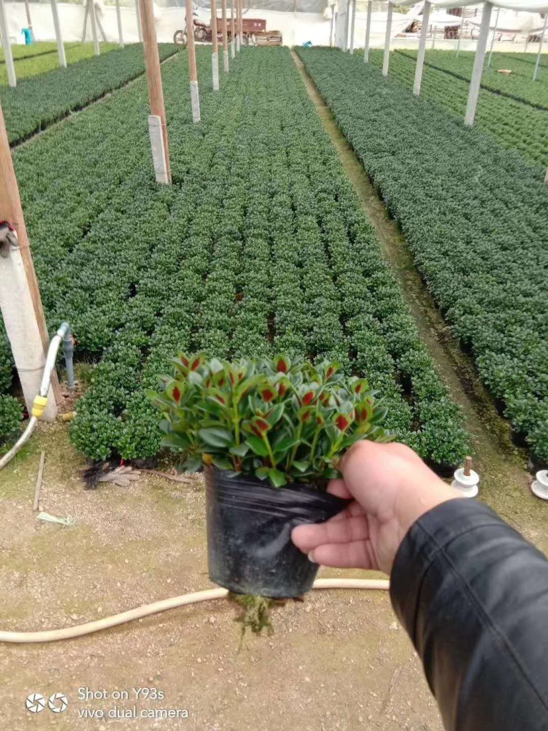 金鱼草四季常绿多年生长草本植物观赏价值高