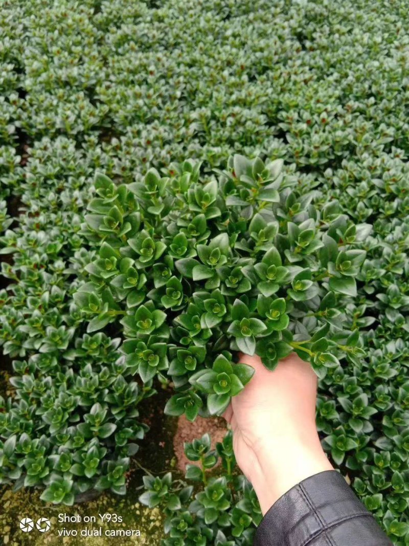 金鱼草四季常绿多年生长草本植物观赏价值高