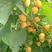 黄树莓苗真品黄树莓苗浩海浆果基地直发一手货源批发