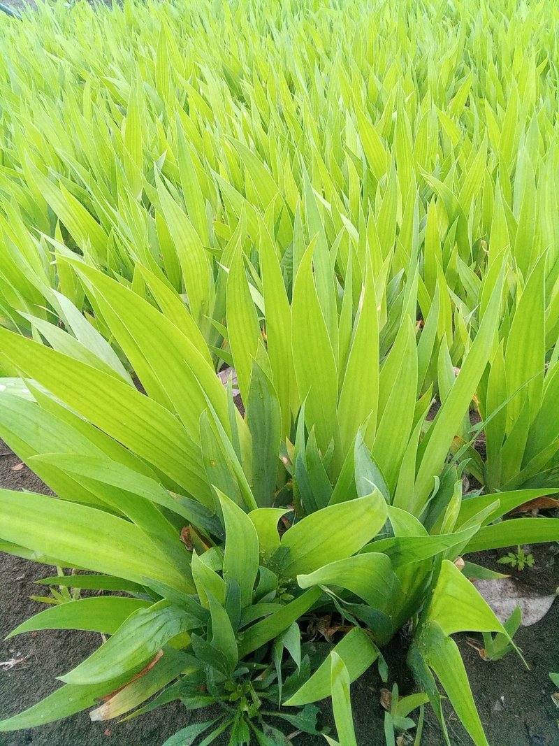 蓝花鸢尾