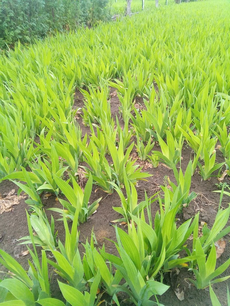 蓝花鸢尾