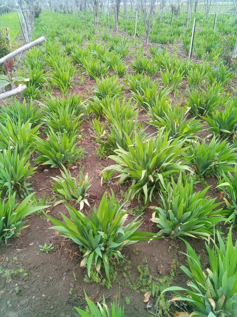 蓝花鸢尾