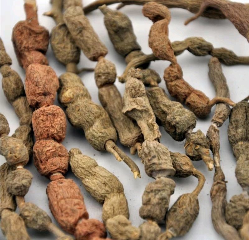 短刺虎刺,产地浙江，质优价实，品质保证，药典标准道地良药