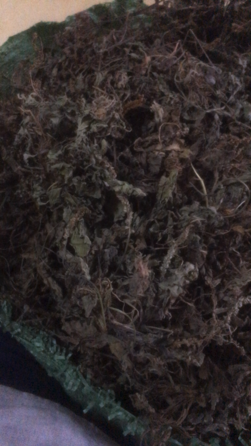 车前草