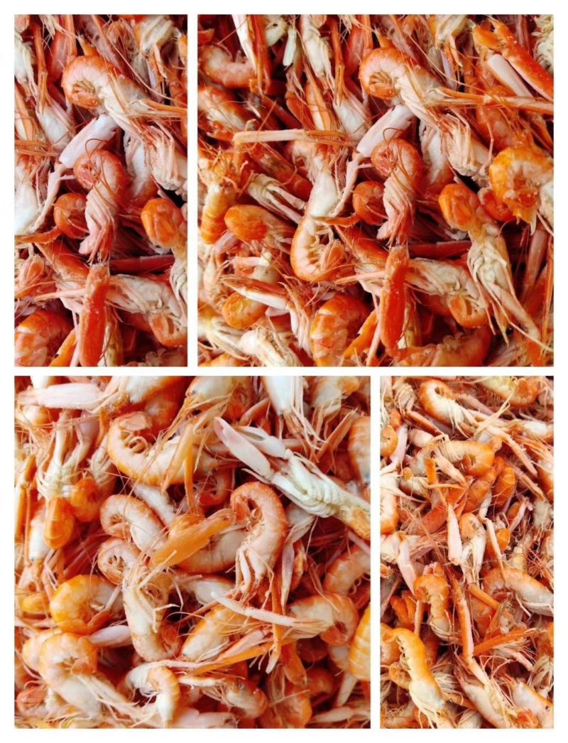 干货山东渤海爪虾，狗虾，海虾大量批发，淡干